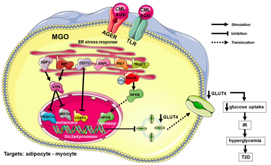 A) Thigh muscle Ucp3, (B) Cpt1b, and (C) Slc2a4 mRNA expression in